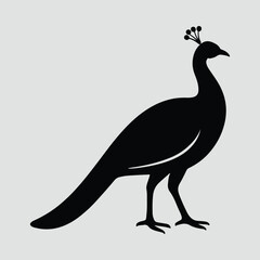 Elegant peacock stands majestically bird animal Silhouette Vector