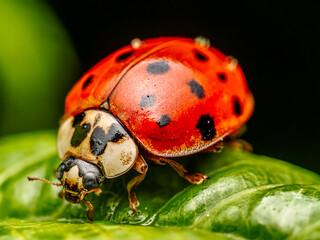 Asian ladybird on green leaf