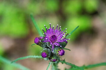 A Vibrant Purple Flower Blooms Against a Soft Green Background, Creating Aesthetic Delight