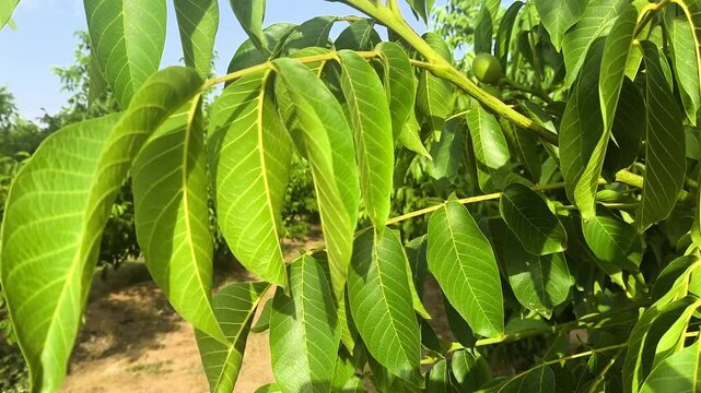 &Aacute;rbol frutal nogales nueces explotaci&oacute;n agr&iacute;cola con riego por goteo verdes y ecol&oacute;gico 
