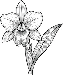Obraz premium Elegant black and white cattleya orchid illustration