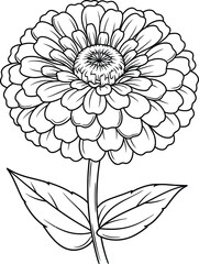 Fototapeta premium Elegant line art zinnia flower botanical illustration