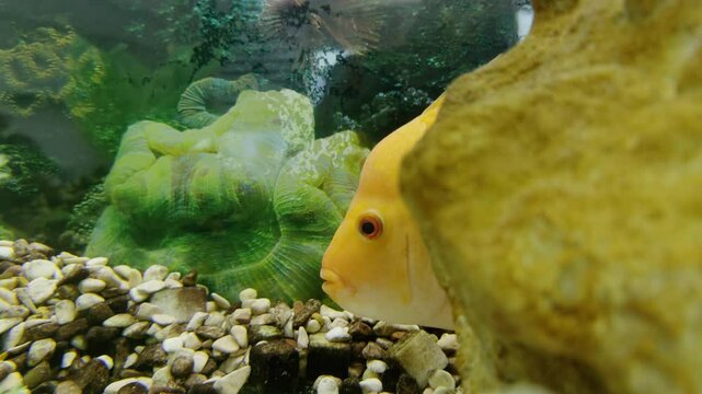 Tropical fish hides behind coral in tank with seaweeds