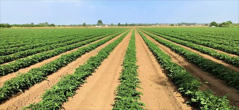 Elevaci&oacute;n sobre terreno agr&iacute;cola hilera de plantas tomate perfecto 