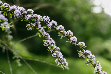 Vibrant Buddleja alternifolia purple flowers in full bloom against lush green foliage. Lilac flowers blooming on a green bush, creating a soft and natural aesthetic with a shallow depth of field.