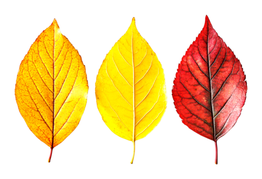 Autumn leaves falling nature scene colorful leaves outdoor environment close-up view isolated on transparent background