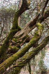 Hikers navigate through the enchanting Annapurna trekking route in Nepal, surrounded by towering moss-covered rhododendron trees and lush greenery, showcasing nature's beauty and serenity