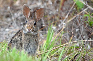 Ground-level portrait of a marsh hare, facing forward, both ears forward, sitting near green grass and a blurred brown grass background at a nature preserve in Fort Myers, Florida.