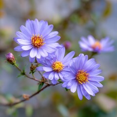 Fototapeta premium Vibrant cluster of aster flowers blooming in a natural garden setting. The flowers' petals are a beautiful shade of violet, and their centers are a warm, inviting yellow