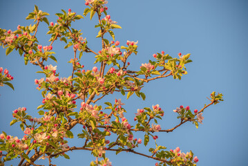 Branch of an apple tree in flowers in spring. The tree blooms in April against the sky. Spring concept