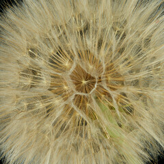 Obraz premium a gosbeard flower grows in a field