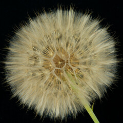 Fototapeta premium a gosbeard flower grows in a field