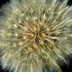 a gosbeard flower grows in a field