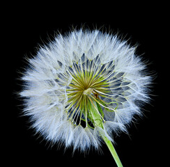a gosbeard flower grows in a field