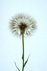 a gosbeard flower grows in a field
