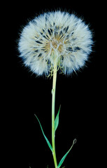 a gosbeard flower grows in a field
