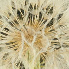 Obraz premium a gosbeard flower grows in a field