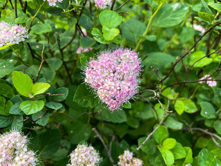 Unique pink blossom forming a heart shape in lush greenery. Romantic floral detail captured in nature.