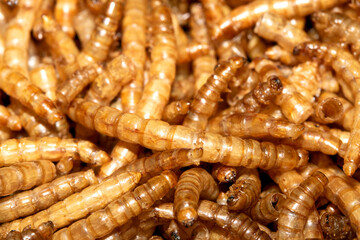 Close up of dried mealworms birdfood on a white background
