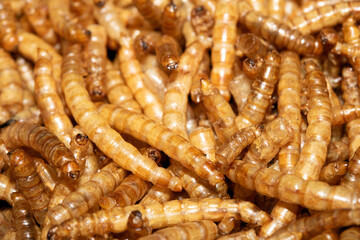 Close up of dried mealworms birdfood on a white background