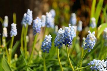 Blue and white muscari flowers blooming in the garden