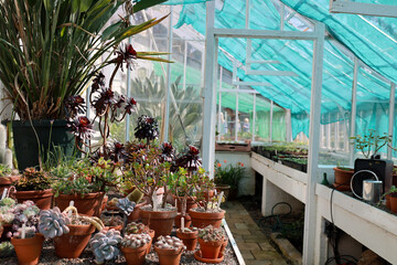 Cactus and green plants in a green house