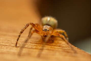 Spider on a wooden underground with eight eyes and hairy legss and body. Supermacro view.