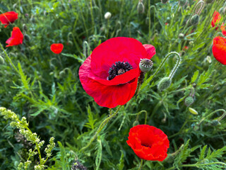 Vivid red poppy stands out in a wild green field, symbolizing remembrance, peace, and natural...