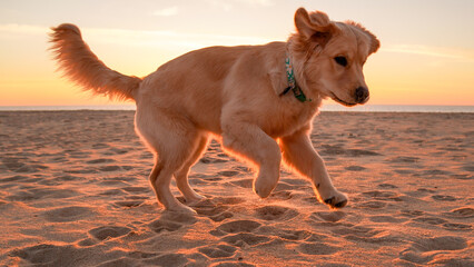 dog on the beach