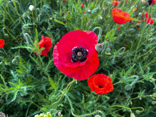 Close-up of a blooming poppy flower with rich red petals and detailed center, surrounded by buds...