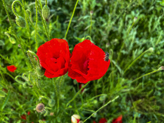 Bright red poppy flower in full bloom among green wild grass. Vibrant close-up of a summer meadow...