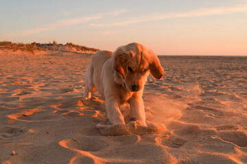 puppy on the beach