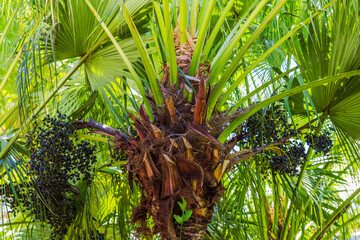 Close-up view of Sabal palm tree trunk with clusters of dark palm fruits surrounded by large green fan-shaped leaves. Dominican. Punta Cana. 
