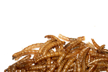 Close up of dried mealworms birdfood on a white background