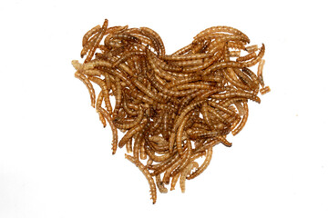 Close up of dried mealworms birdfood on a white background