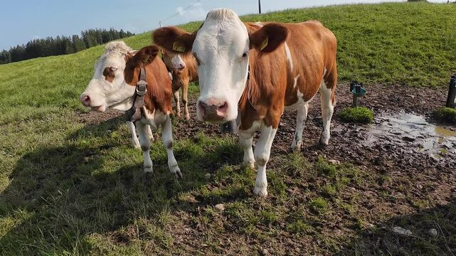 Video von jungen Simmentaler K&uuml;hen mit Glocken auf einer Wiese in Bayern