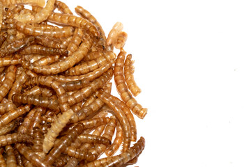 Close up of dried mealworms birdfood on a white background