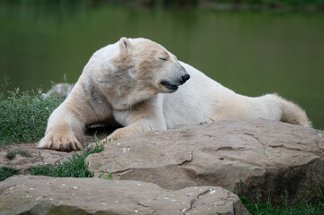 Polar Bear Resting on a Rock