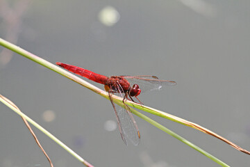libellula rossa (Crocothemis erythraea)