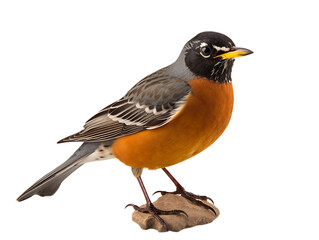 American robin bird perched on rock isolated on transparent background