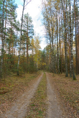 An empty dirt road running through the forest. Autumn countryside at sunset.