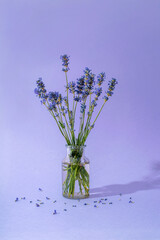 Lavender flowers in glass vase on purple background in sunlight