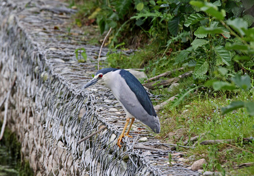nitticora (Nycticorax nycticorax) a riposo su un argine