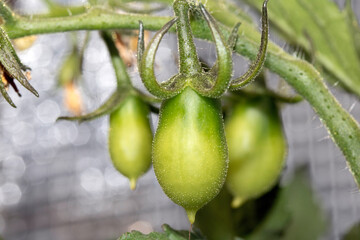 Close up of growing tomatoes green in a greenhouse