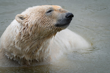 Polar Bear Swimming in Water