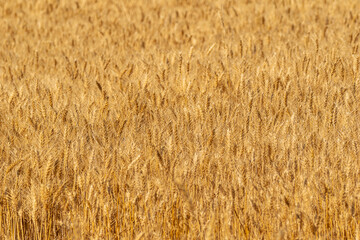 sunlit wheat texture natural food background