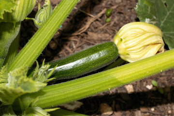 Close up of courgette plant growing ithe first vegetable from a flower in the garden patch
