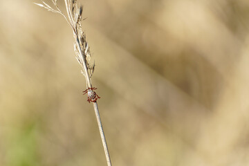 A tick on the grass in the forest. Dangerous insects are carriers of pathogens. A Mite in the forest.