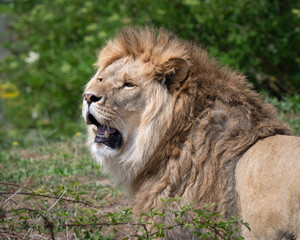 Close-up Portrait Young Male Lion