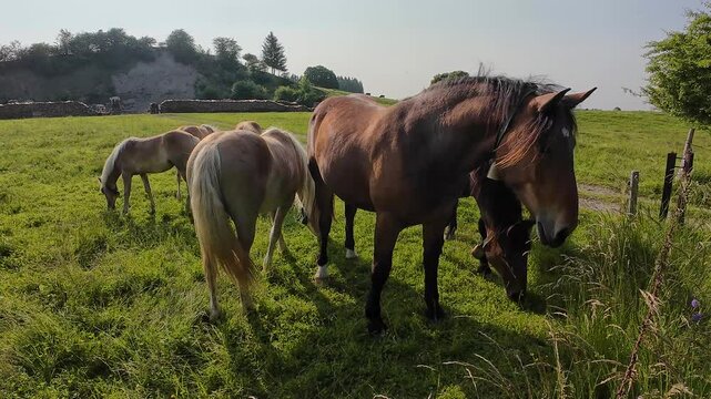 Video von Haflinger Pferden mit Glocken auf einer Wiese in Bayern